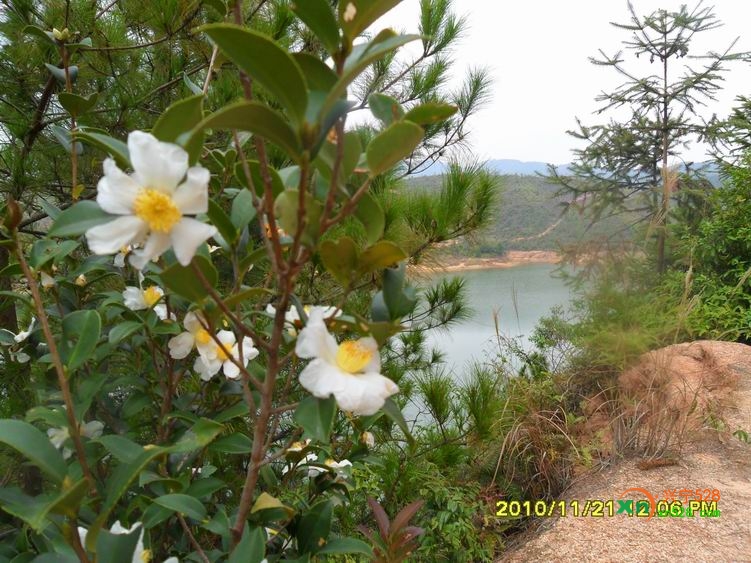 野山果花